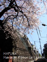 HAPUNA前の階段の桜